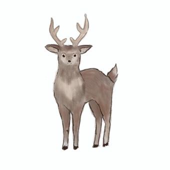 エゾシカ エゾシカ エゾシカ,鹿,北海道,野生動物,自然,生き物のイラスト素材