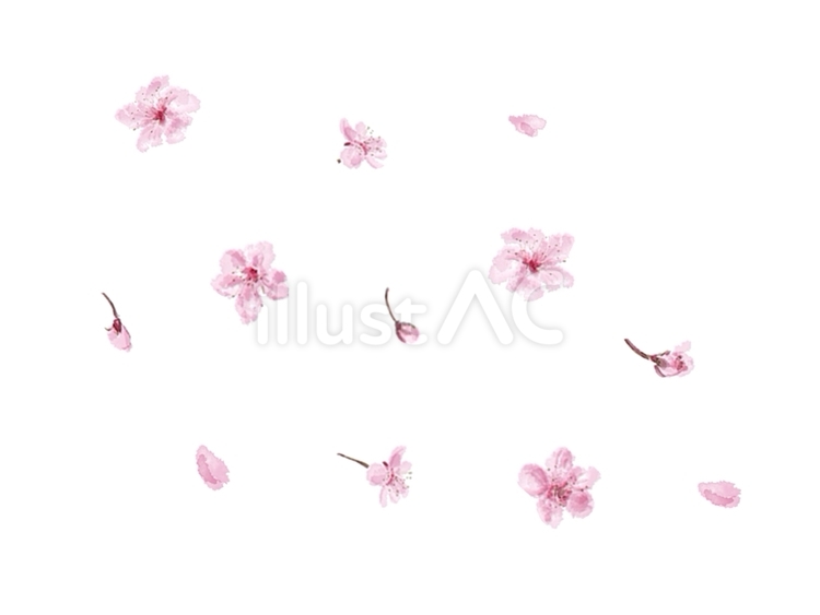 桜　背景　花びら　水彩　和風 桜,背景,水彩のイラスト素材