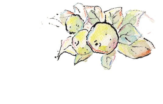 柚子 柚子,黄ゆず,果物,柑橘,冬至,秋,冬,実り,葉つき,収穫のイラスト素材