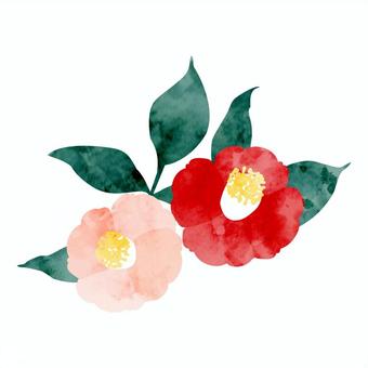 Two-color camellia (watercolor style), камелия, цветок, завод, JPG, PNG and AI