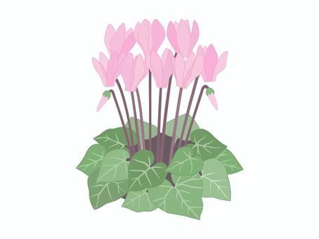 シクラメン（ピンク） シクラメン,ピンク,花,蕾,葉,葉脈,シンプル,綺麗,秋,冬のイラスト素材