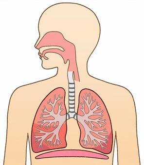 喉頭・肺・気管支 喉頭,肺,気管,気管支,横隔膜,体,人体,パーツ,医療,医学のイラスト素材