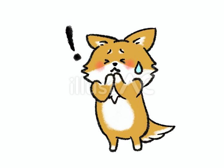 やばい！何かあった犬さん 柴犬,やばい,ハプニングのイラスト素材