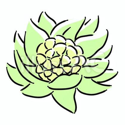 ふきのとう