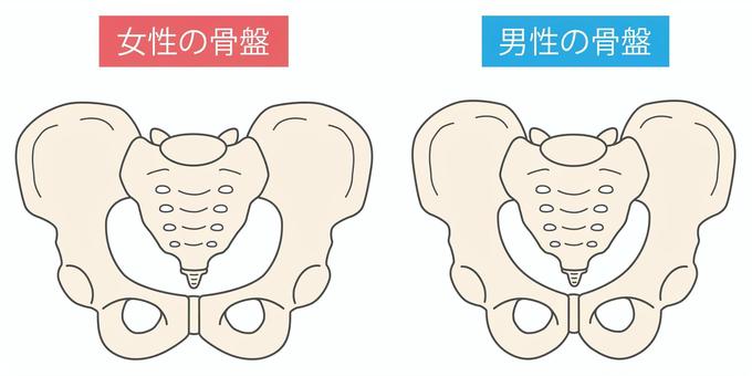 男性と女性の骨盤 骨盤,股関節,男女,違い,比べる,形状,男性,女性,骨格,人体のイラスト素材