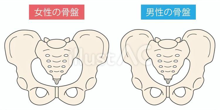 男性と女性の骨盤 骨盤,股関節,男女のイラスト素材