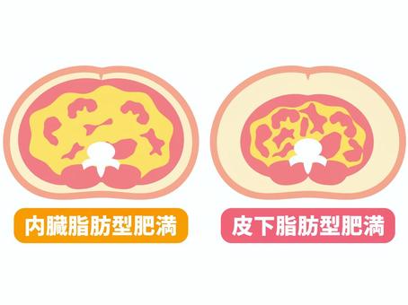 内臓脂肪型肥満と皮下脂肪型肥満の図解 内臓脂肪型肥満,皮下脂肪型肥満,セット,人体,図解,皮下脂肪,内臓脂肪,肥満,脂肪,腹部のイラスト素材