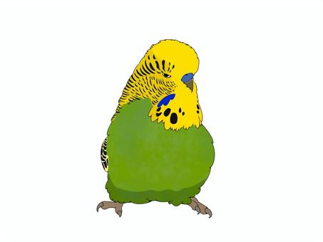 ジャンボセキセイノーマルグリーン 鳥,インコ,かわいい,ペット,手乗り,無料,フリー,素材,カラフル,ジャンボセキセイのイラスト素材