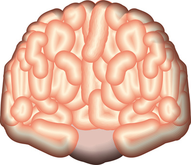 脳みそ　　 脳みそ,頭,天才,医学,医療,内部,立体,正面のイラスト素材