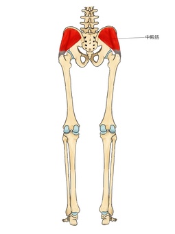 中殿筋のイラスト（後面） 中殿筋,筋,筋肉,ガイコツ,解剖,骨,モデル,骨格,解剖学,スケルトンのイラスト素材