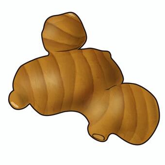 生姜のリアルテイストイラスト 生姜,しょうが,ショウガ,野菜,香味野菜,薬味,食育,献立,メニュー,レシピのイラスト素材