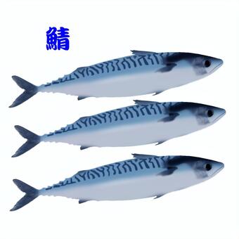 鯖 鯖,魚,海水魚,食材,味噌煮のイラスト素材
