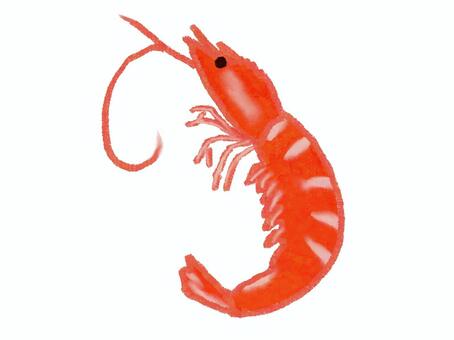 エビ エビ,海鮮,シーフード,クレヨン風,手書きのイラスト素材