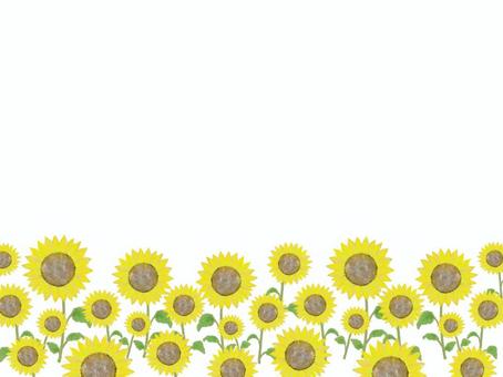 Sunflower background plain, , JPG and PNG