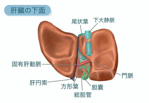 肝臟的下面, JPG, PNG 和 EPS 肝臟的下面, 醫療護理, 総胆管, 門脈, JPG, PNG 和 EPS