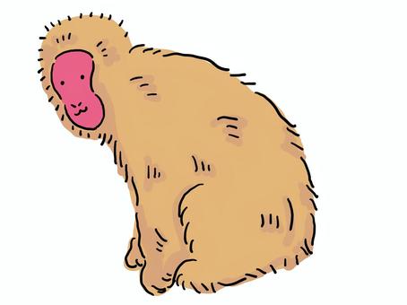日本獼猴 日本獼猴