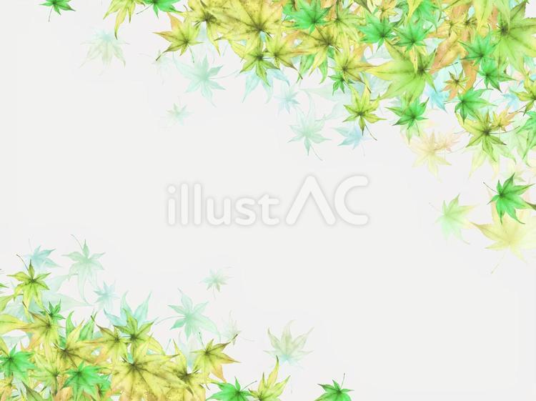 素材261　夏の青もみじフレーム もみじ,夏,新緑のイラスト素材