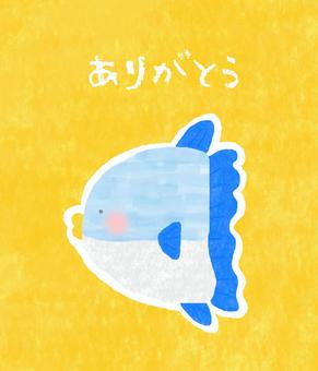 マンボウのありがとう♪ かわいい,ありがとう,感謝,お礼,メッセージカード,メッセージ,サンキュー,サンキューカード,マンボウ,魚のイラスト素材