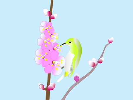 梅の花とメジロ 梅の花,紅梅,メジロ,野鳥,梅,花,鳥,春,梅ノ木,枝のイラスト素材