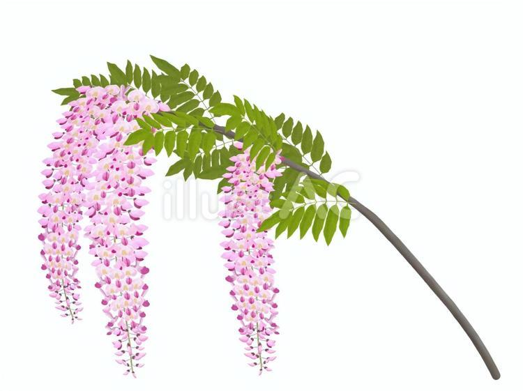 一枝のピンク色の藤 藤,花,ピンク色のイラスト素材