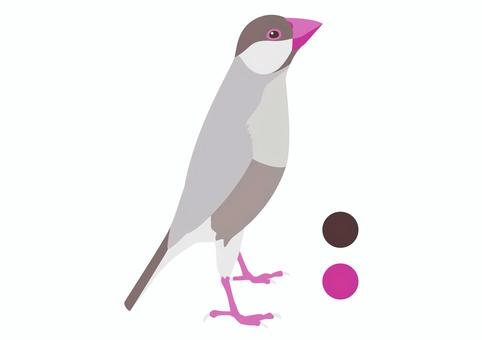 文鳥_01 文鳥,鳥,かわいい,ペット,シナモン,立つ,羽のイラスト素材