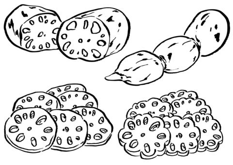 蓮根4種　墨筆 酢れんこん,蓮根,おせち,花れんこん,料理,花型,正月,日本,新年,縁起物のイラスト素材