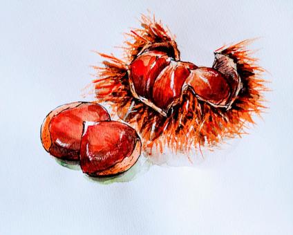 Illustration, chestnut, fruit, fagaceae, 