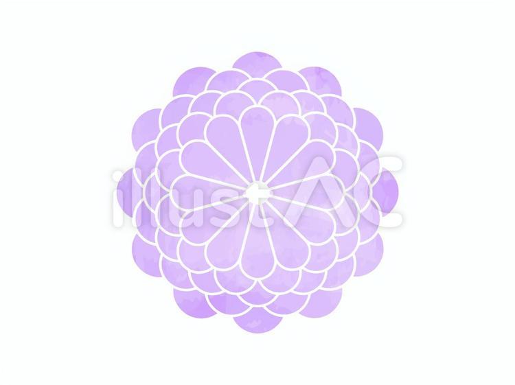 水彩画風　菊の花 菊,花,水彩のイラスト素材