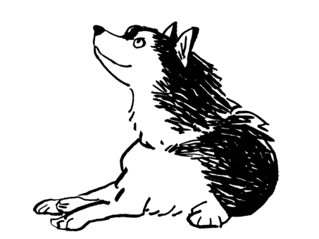 Siberian husky looking up, , JPG and PNG