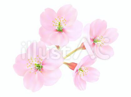 0002_桜の花