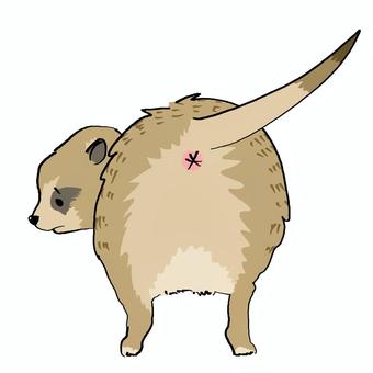 Illustration, animal, buttocks, meerkat, 