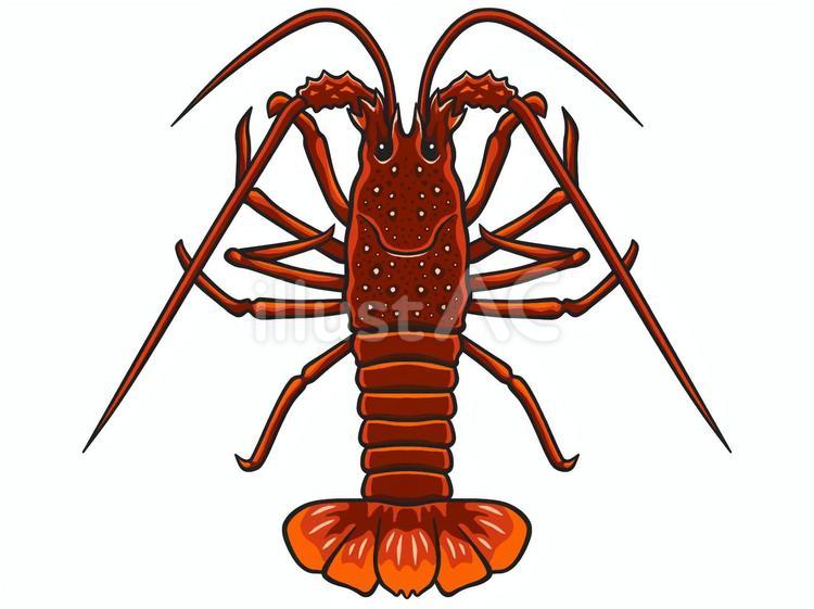 伊勢海老 伊勢海老,エビ,高級食材のイラスト素材
