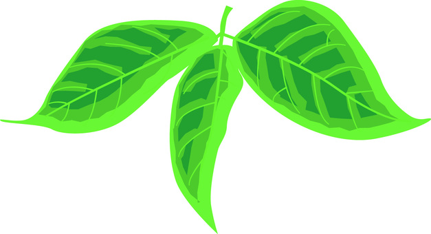 葉っぱリアル 葉っぱ,新緑,葉脈,枝,樹木,自然,植物,リアルのイラスト素材
