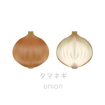 玉ねぎ　全体　断面 タマネギ,野菜,断面,全体,食べ物のイラスト素材