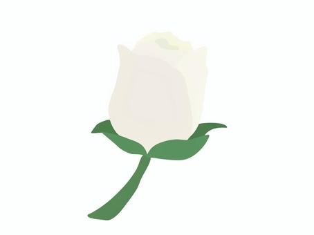 白薔薇 つぼみ 主線なし 薔薇,花,植物,葉,白,つぼみ,主線なし,イラスト素材,広告,チラシのイラスト素材