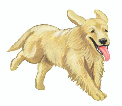 走るゴールデンレトリバー 走るゴールデンレトリバー 犬,レトリーバー,大型犬,洋犬,ゴールデンレトリバー,走る,走っている,はしゃぐ,動物,ペットのイラスト素材