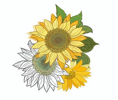 ひまわり 向日葵,花,チラシ,南国,夏休み,夏,背景,ポストカード,暑中見舞い,ハワイのイラスト素材