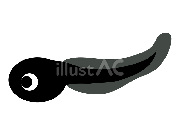 おたまじゃくし おたまじゃくし,両生類,動物のイラスト素材