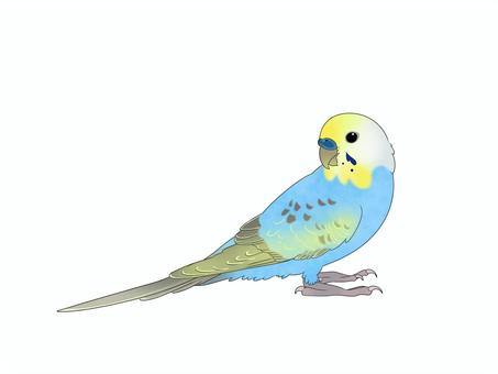 セキセイインコパステルカラーレインボー 鳥,インコ,かわいい,ペット,手乗り,無料,フリー,素材,カラフル,セキセイインコのイラスト素材