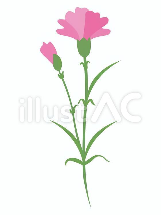 カーネーション・ピンク カーネーション,carnation,フラワーのイラスト素材