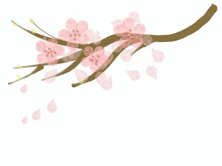 筆で描いた桜の枝 桜,花びら,春,咲く,散る,枝,筆,和風,手描き,綺麗のイラスト素材