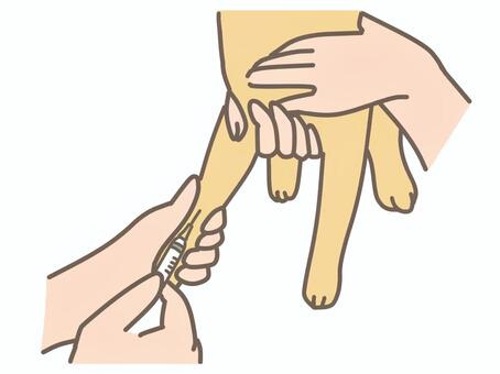 橈側皮静脈注射からの採血 動物,ペット,犬,獣医,獣医師,治療,動物病院,猫,かわいいのイラスト素材