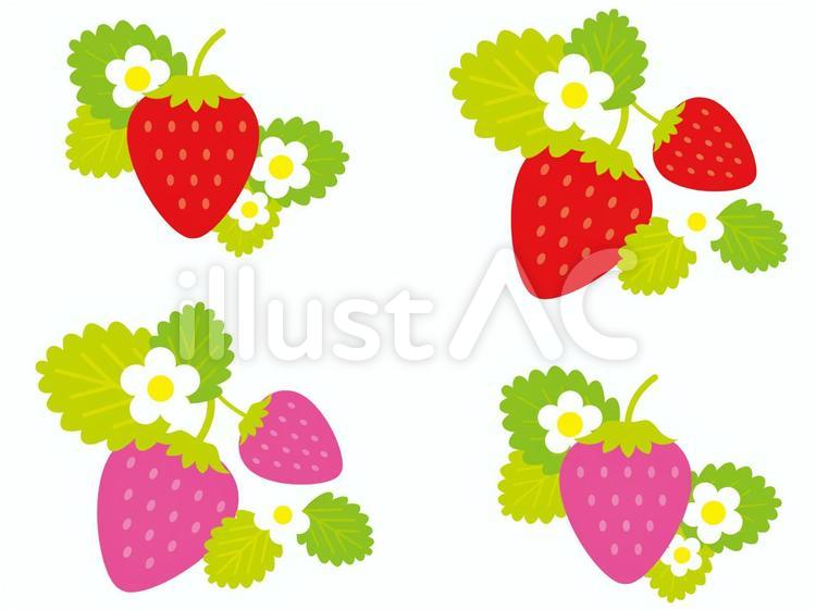 いちご２ 苺,いちご狩り,果物のイラスト素材
