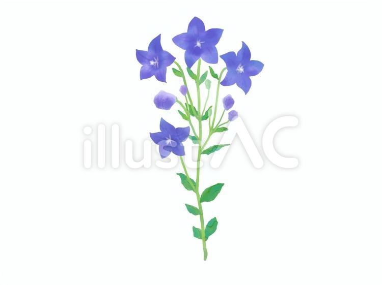 キキョウ　桔梗　青紫 キキョウ,花,桔梗のイラスト素材
