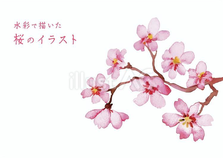 水彩で描いた春の桜のイラスト素材 桜,サクラ,春のイラスト素材