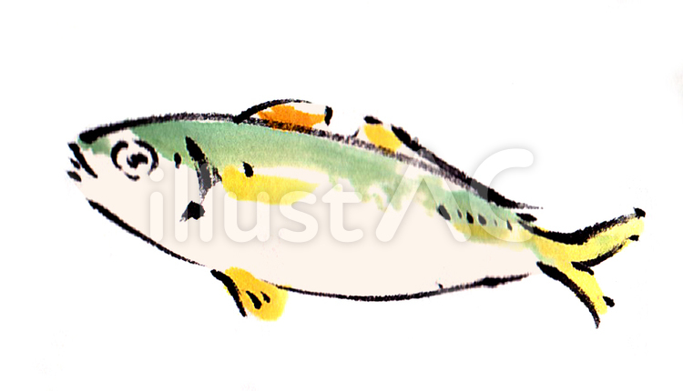 アジ《手描き素材》 魚イラスト,アジ,あじのイラスト素材
