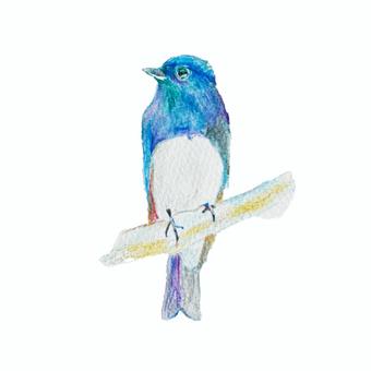 Illustration, bird, ohuri, hand drawn, 