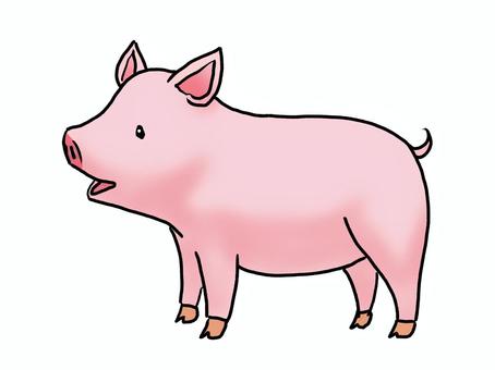小豬 3, JPG 和 PNG 小豬 3, 動物, 粉紅色, 可愛的, JPG 和 PNG