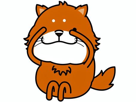 シバイヌさん チラ見 チラ見,覗き見,柴犬,豆柴,恐る恐る,キャラクター,犬,動物,哺乳類,ベクターのイラスト素材