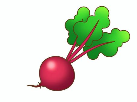 ビーツ:断面なし ビーツ:断面なし ビーツ,ビート,ビートルート,レッドビート,ガーデンビート,火焔菜,サトウダイコン,テンサイ,ボルシチ,赤カブのイラスト素材